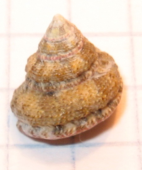 Gibbula fanulum